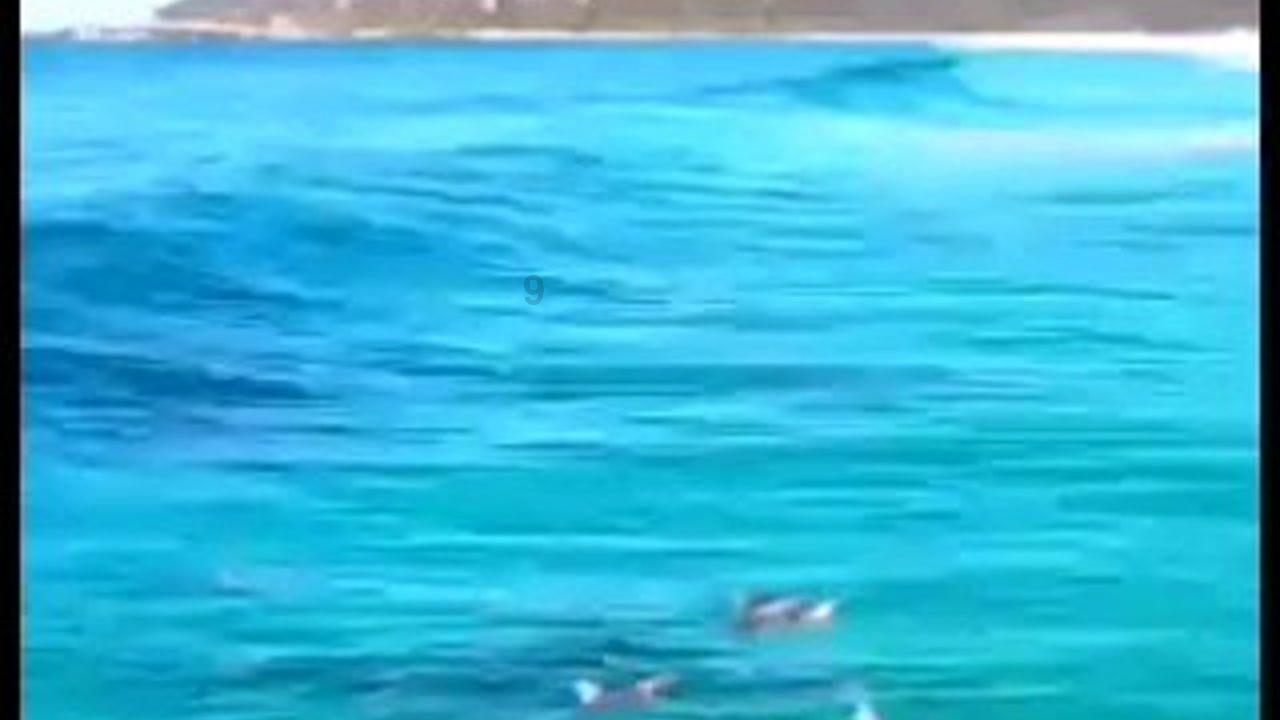 国家魔法森林逃亡